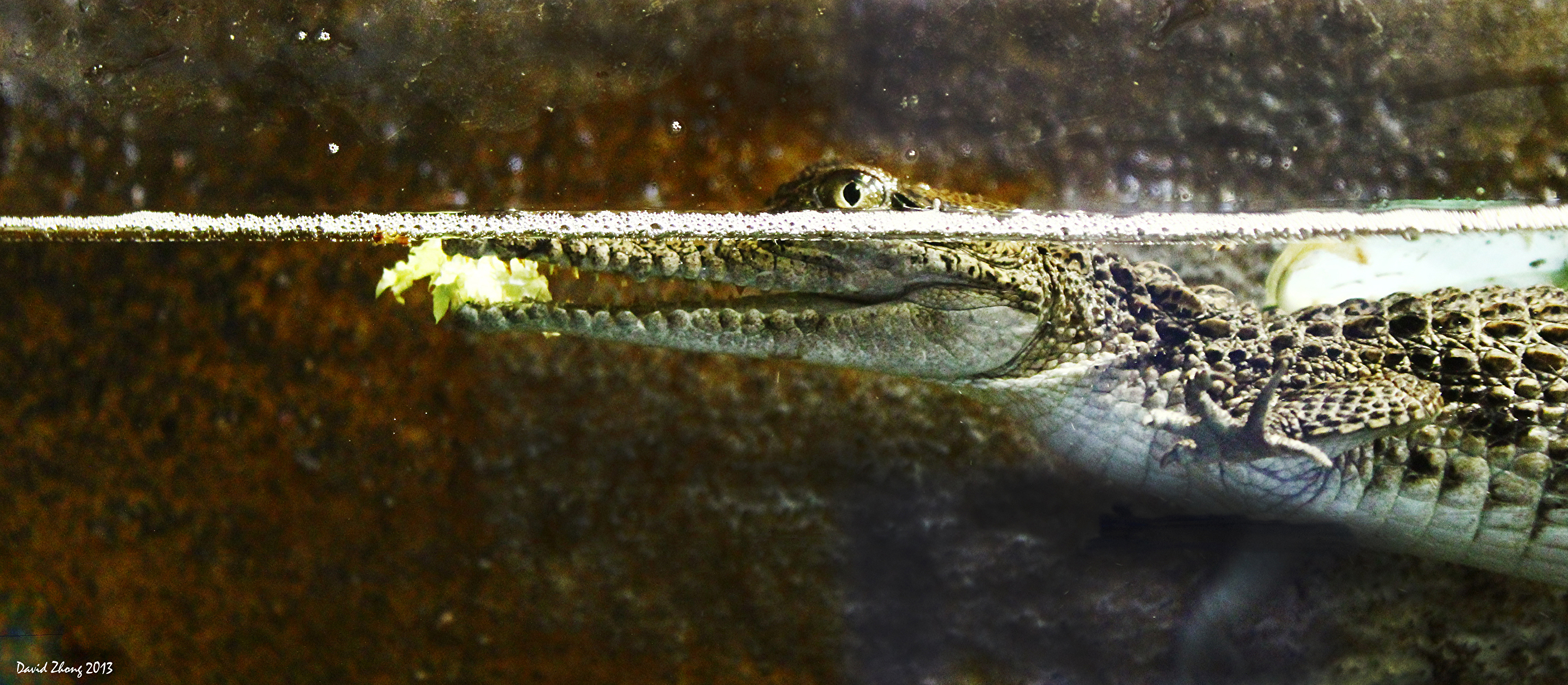 Croc Fodder